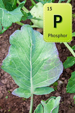 Phosphormangel an Kohlrabi