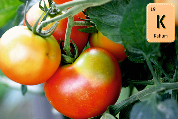 Kaliummangel an Tomate