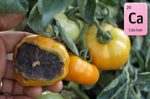 Calciummangel an Tomate