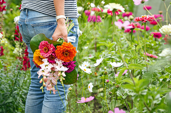 Schnittblumen aus dem Garten