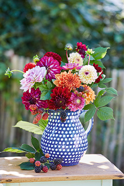 Dahlien
