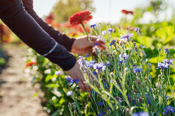 Blumen schneiden