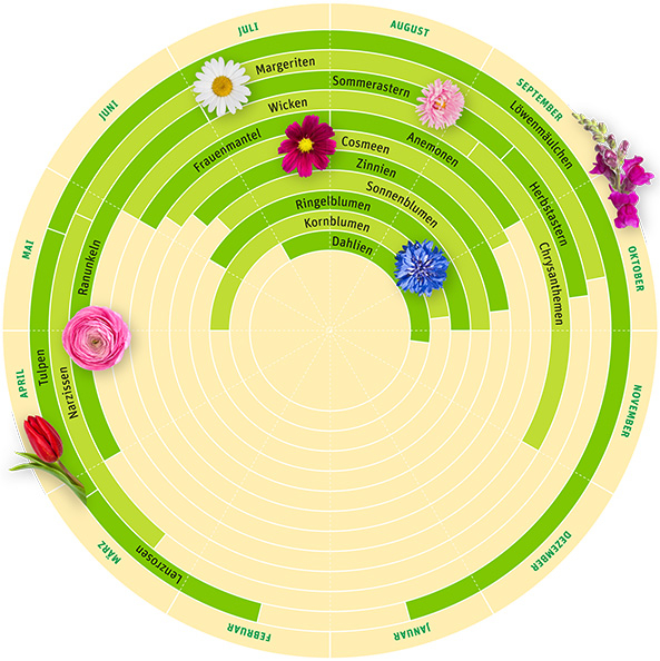 Schnittblumen