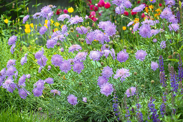 Pflanzen für Wildbienen