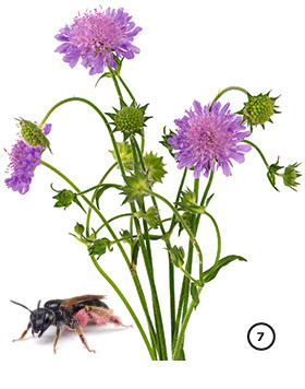 Wiesen-Witwenblume
