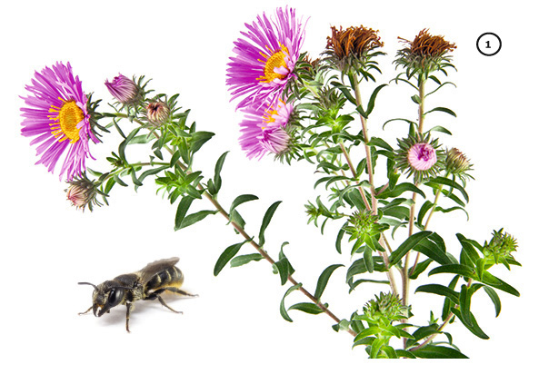 Aster und Löcherbiene
