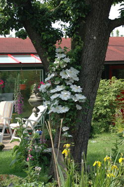 Waldreben