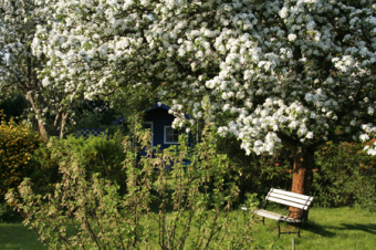 Obstblüte