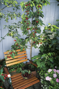 Obstgehölze in Kübeln