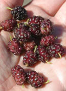 Brombeeren