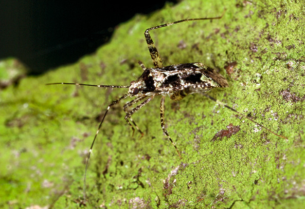 Bedrohte Insektenvielfalt