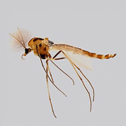 Unbekannte Insekten