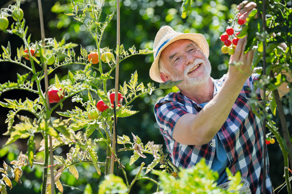Krankheiten an Tomaten
