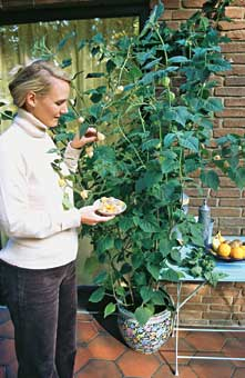Andenbeere (Physalis peruviana)
