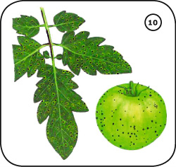 Tüpfelschwärze