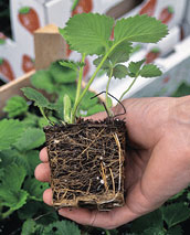 Ballenpflanzen von Erd­beeren