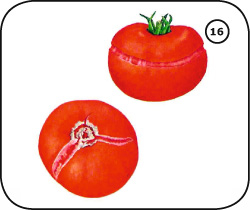 Aufgeplatzte Früchte