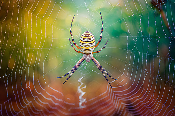 Spinnen im Garten