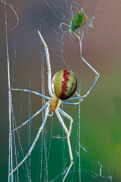 Gewöhnliche Ovalspinne