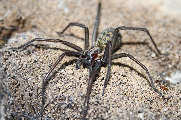 Große Winkelspinne