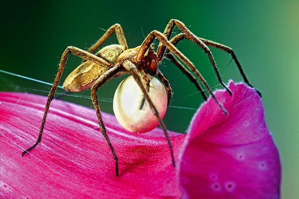 Listspinne mit Eierkokon
