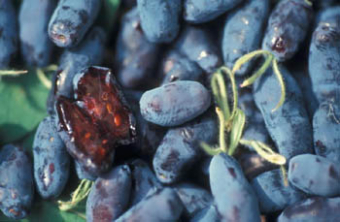 Sibirische Blaubeere
