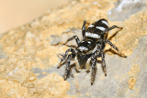 Zebraspringspinne
