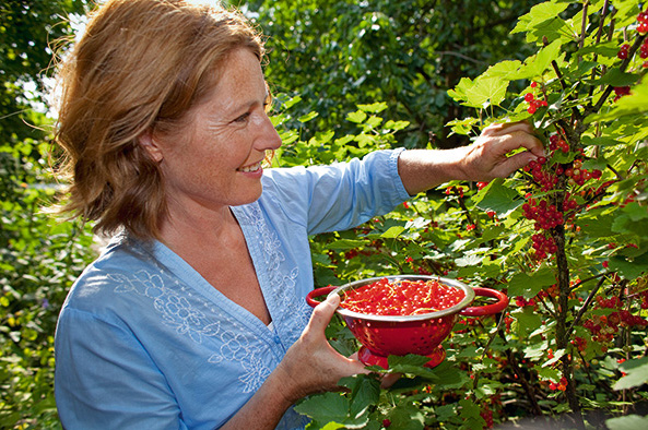 Johannisbeeren anbauen