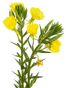 Nachtkerze