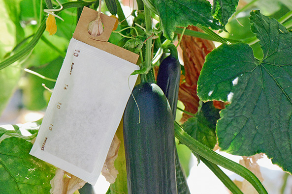 Nützlinge gegen Schädlinge