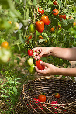 Veredelte Tomaten