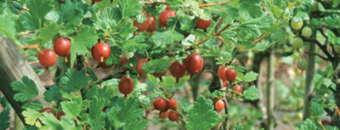Stachelbeeren