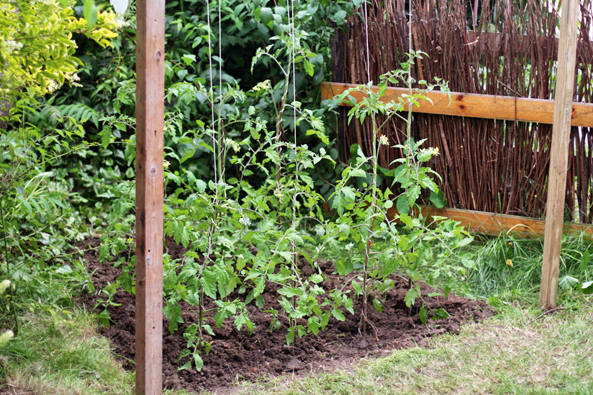 Tomatenpflanzen aufbinden