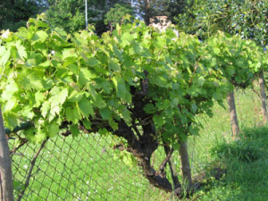 Weinranken