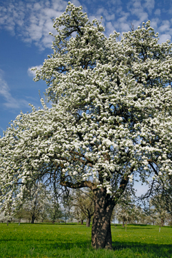 Birnbäume auf Sämlingsunterlagen