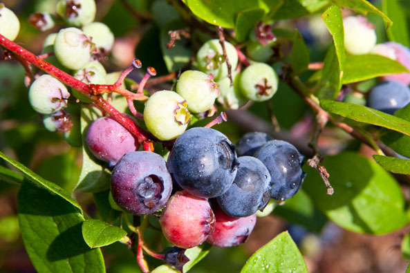 Blaubeeren