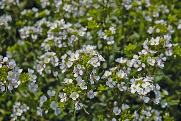 Wasabi-Rucola