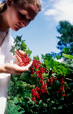 Sonnengereifte Johannisbeeren