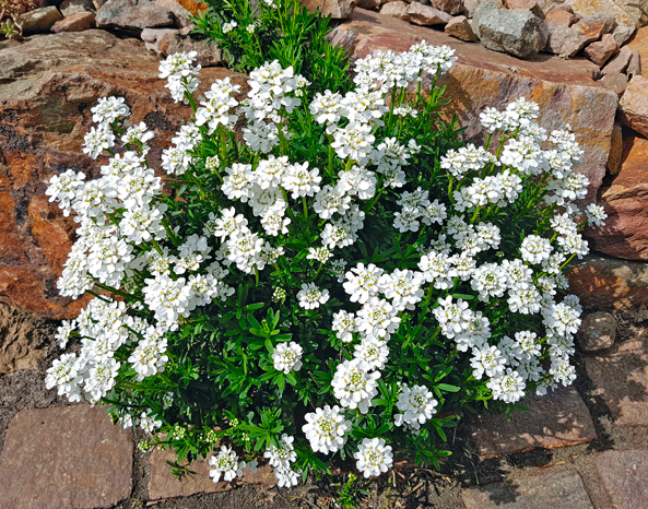 Bittere Schleifenblume