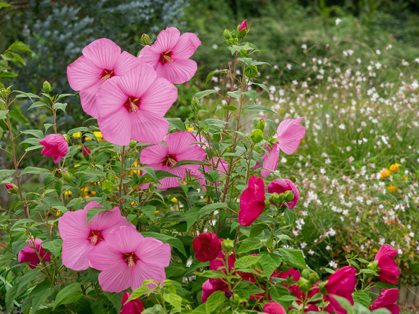 Staudenhibiskus