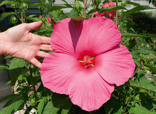 Staude - Staudenhibiskus
