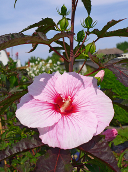 Staudenhibiskus Summer Storm