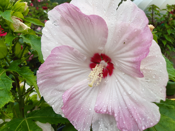 Staudenhibiskus Ballet Slippers