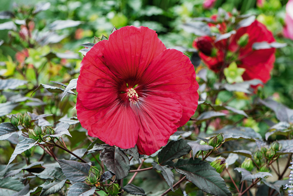 Staudenhibiskus Holy Grail