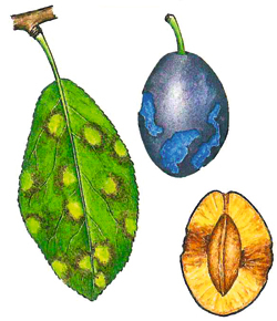 Scharkakrankheit