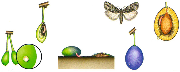 Pflaumenwickler