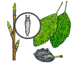 Beutelgallmilbe