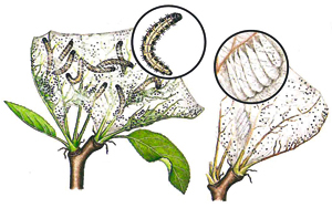 Gespinstmotte