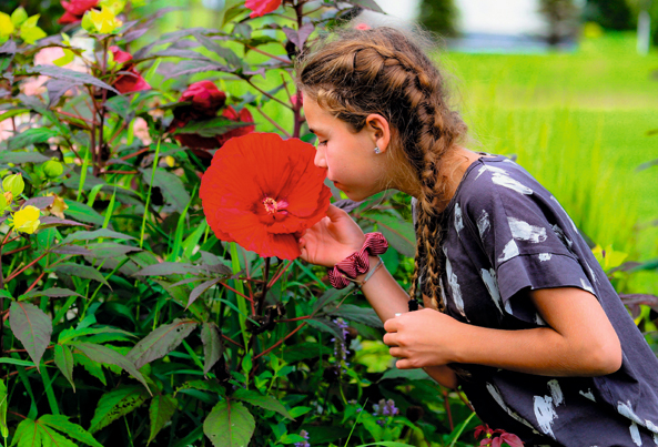 Staudenhibiskusblüte