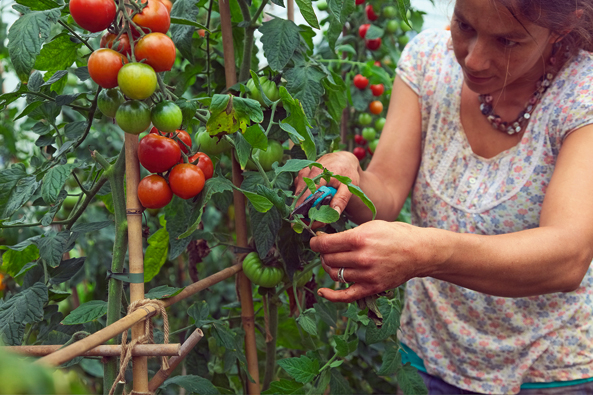 Tomatenpflanzen entblättern